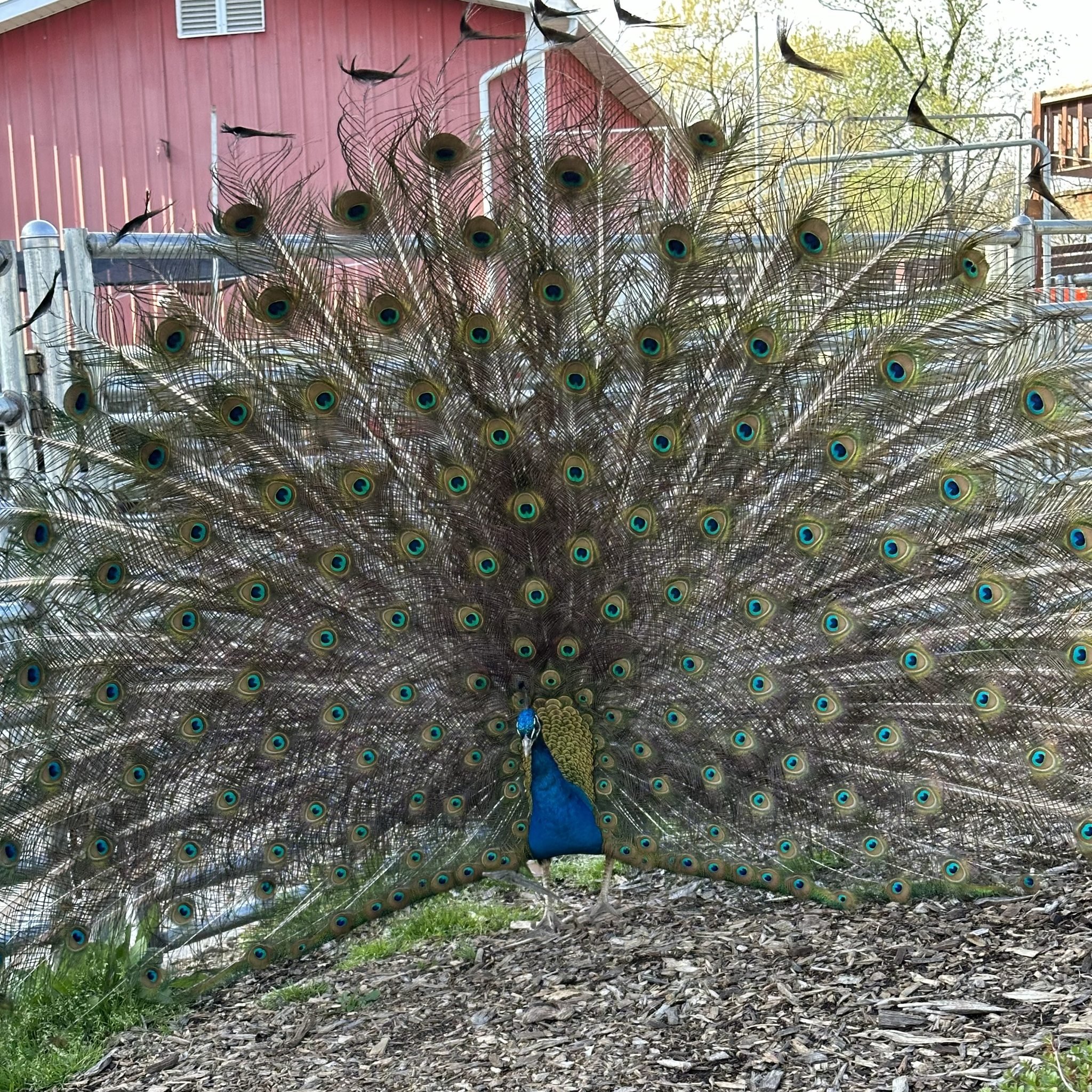 Look whose showing off! 
Proud to be a Bowers peacock
Come check him out, and our other animals until 8pm tonight. 
Last wagon ride at 7:30pm 
Campfire is going, a little music is playing, kitchen is open, ice cream is here!