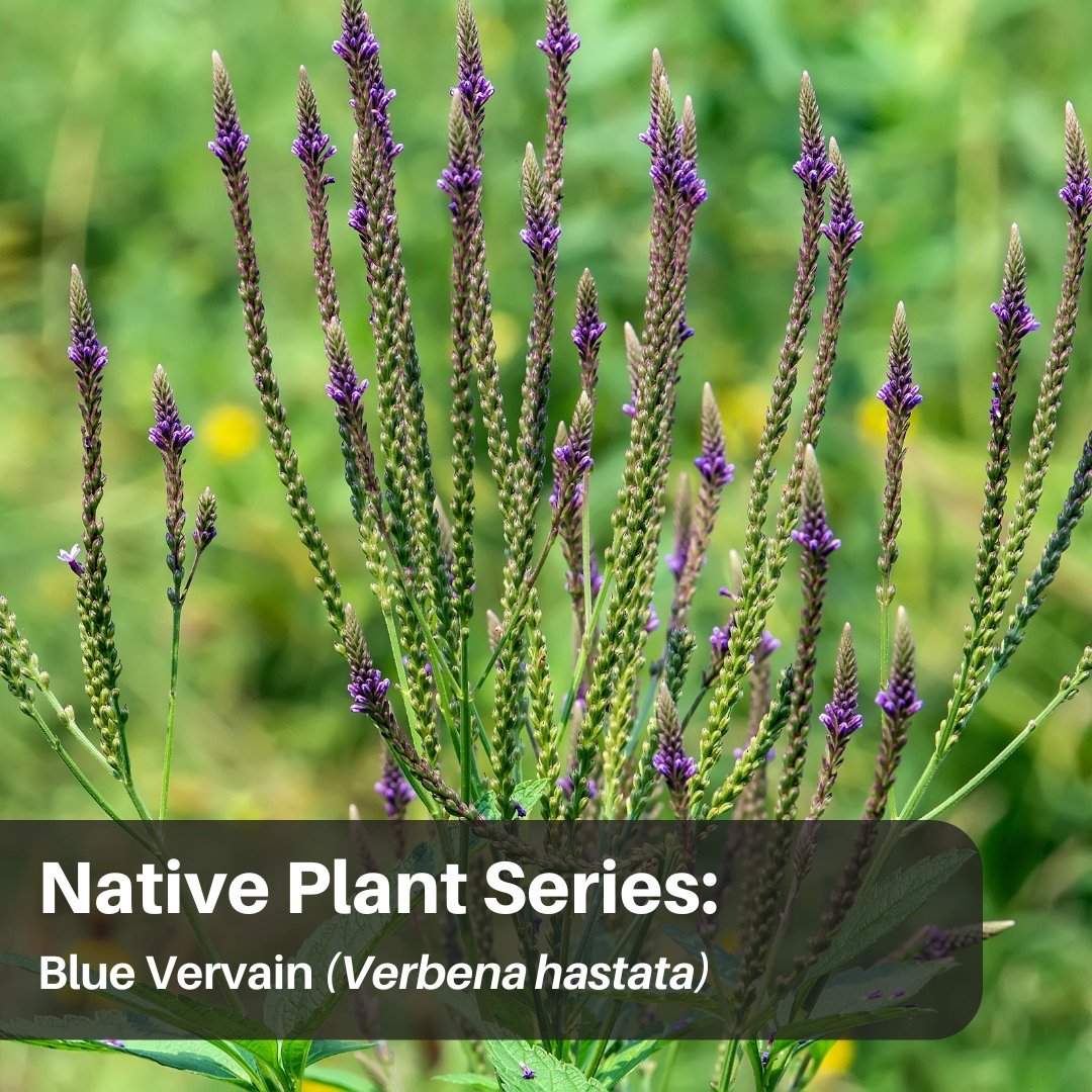 Blue Vervain is also known as swamp vervain, swamp verbena, and Simpler&rsquo;s joy. It has been used since ancient times as a medicinal cure-all. It blooms from June through October and loves wet soils. Many birds and butterflies are attracted to th