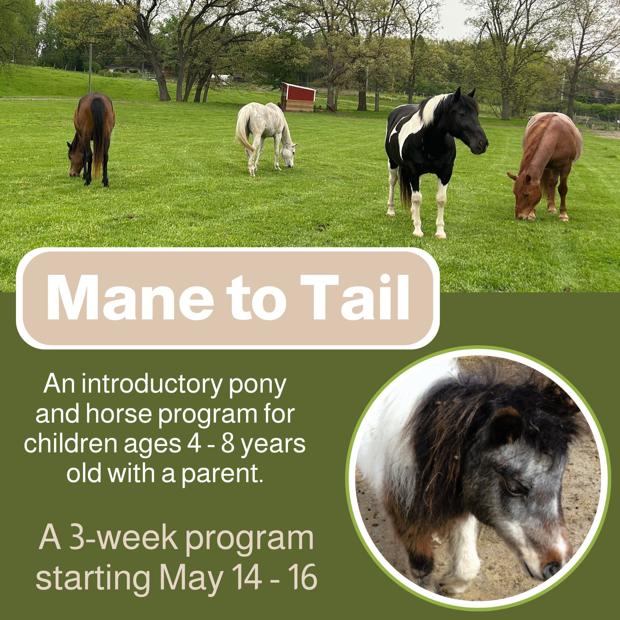 Join us for our Mane to Tail program for kids with a parent starting next week.  This program runs for three weeks with a 1 hour class per week to learn the basics for horses and ponies from handling and grooming, to tacking and riding.  The horses a