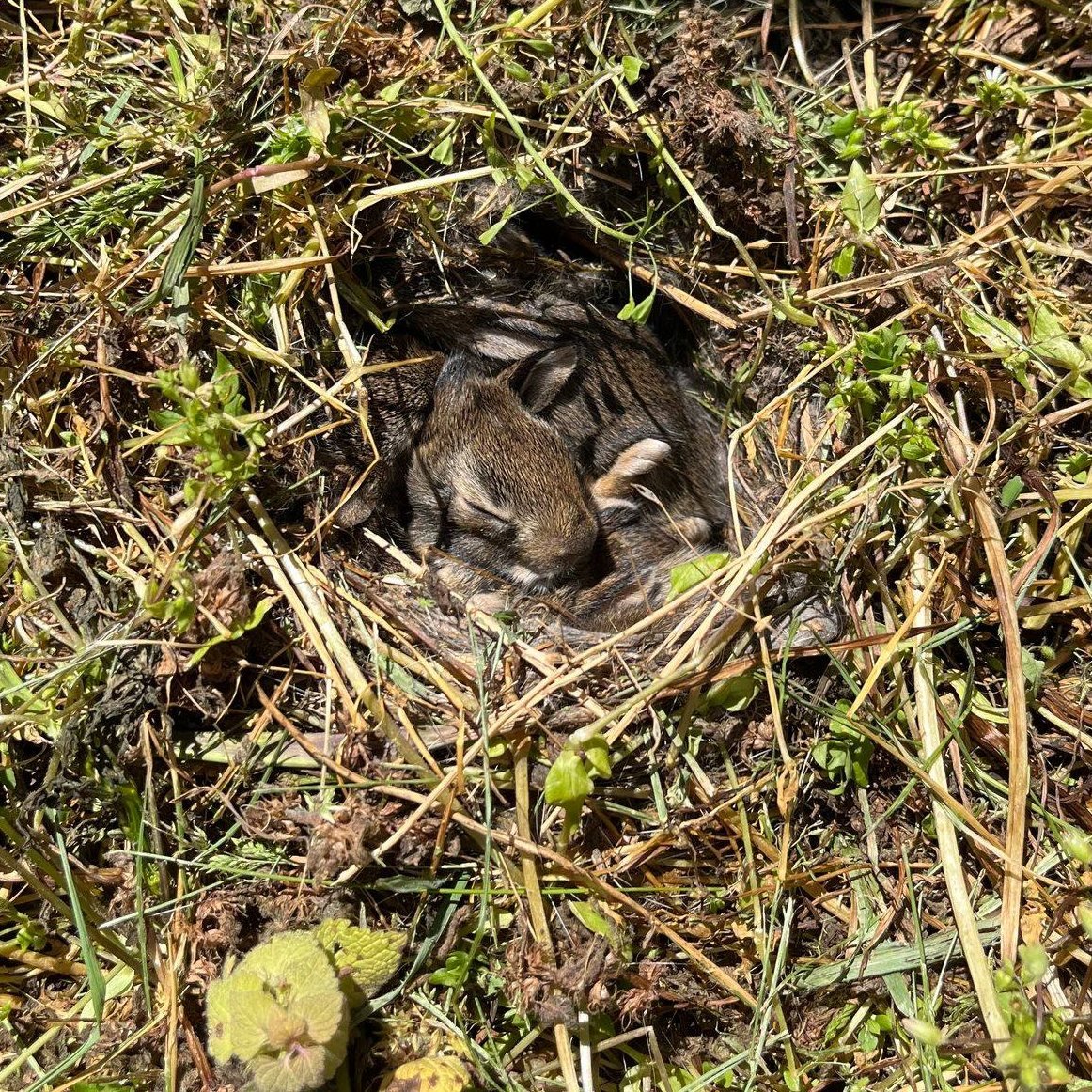 Taking in nature's special moments! 

BHS second-grade students discovered a rabbit nest in the garden during their program this past week. To help keep the nest safe they placed a marker to let others know to be mindful.