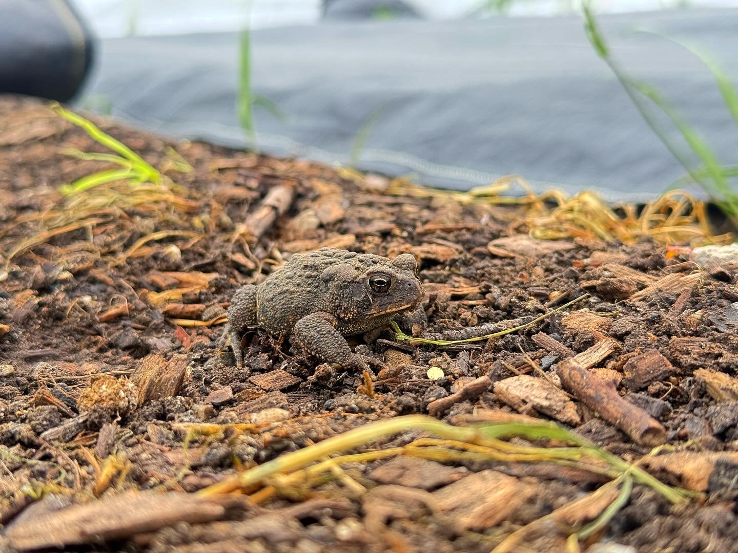 Meet the head of our pest management department