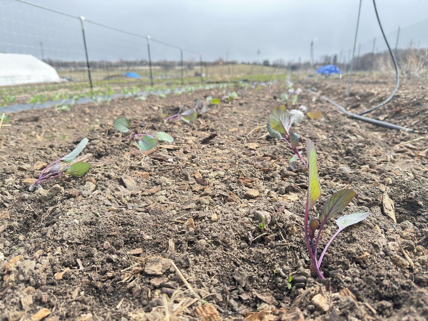 It may not look like much yet, but these little plant babies will grow fast and before you know it we’ll be harvesting!