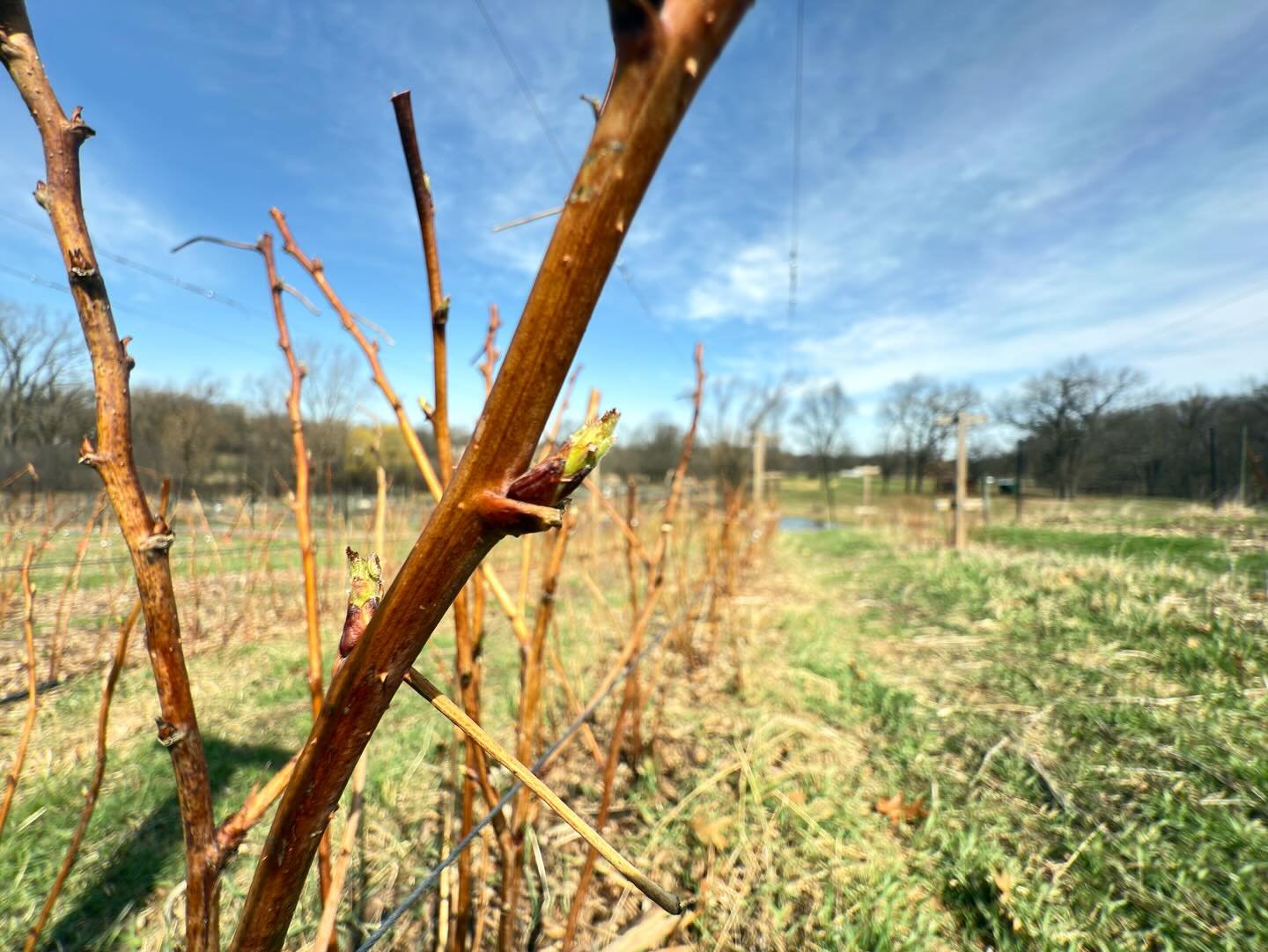 A sure sign of Spring from our favorite bramble
