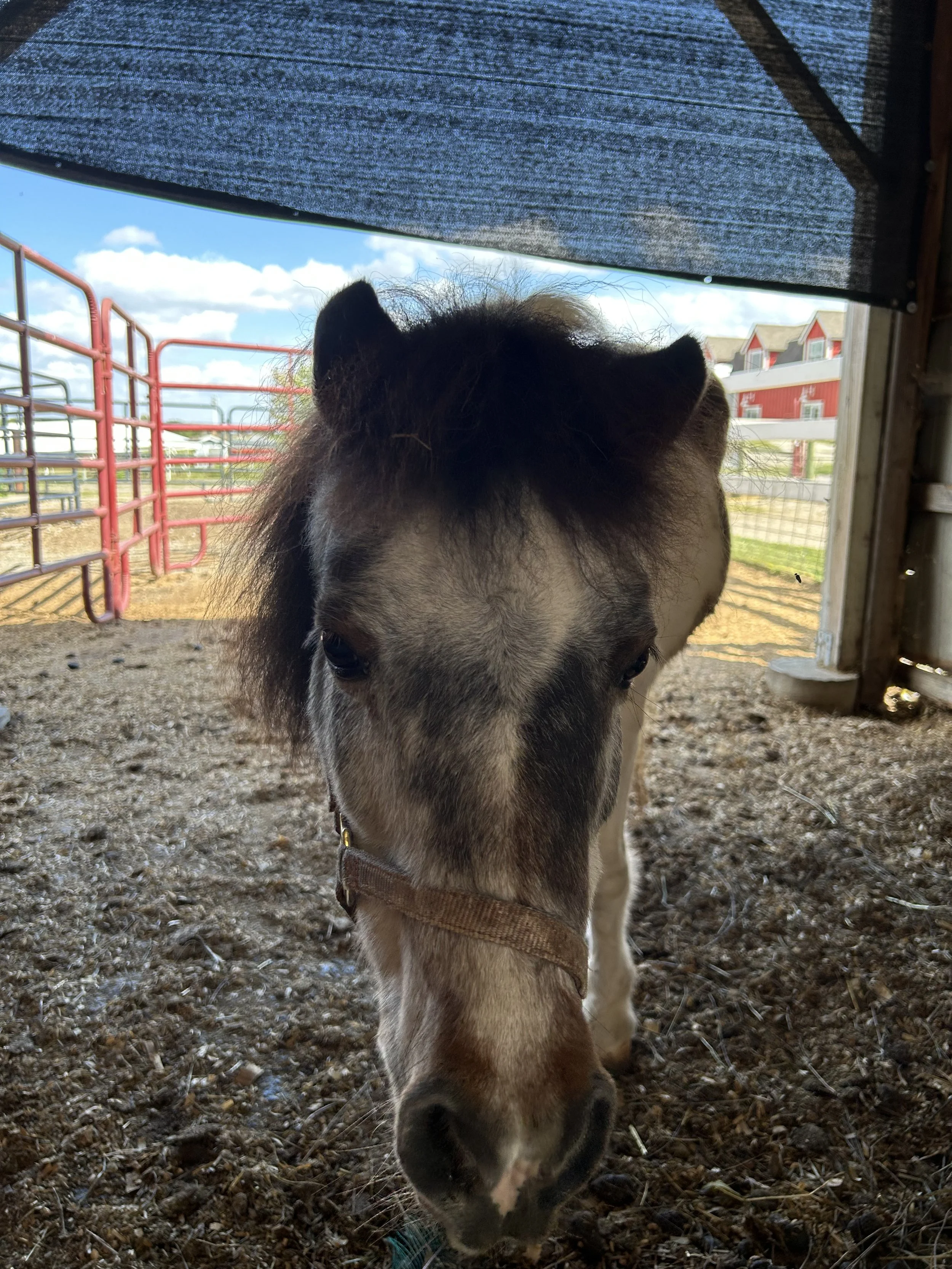 Little Riders Pony School (ages 3-5)