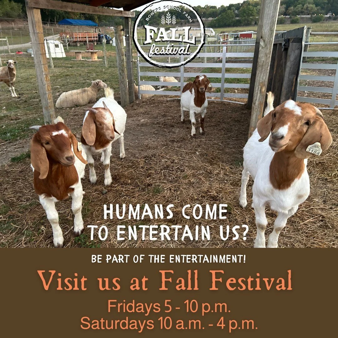 📸 Our goats are loving the Fall Festival - entertainment every weekend! 😄🐐 They&rsquo;re watching you climb the hay tower, crawl through tubes, and dance to live music... and honestly? They're impressed. 👀👏
Come out and enjoy all the farm fun: w