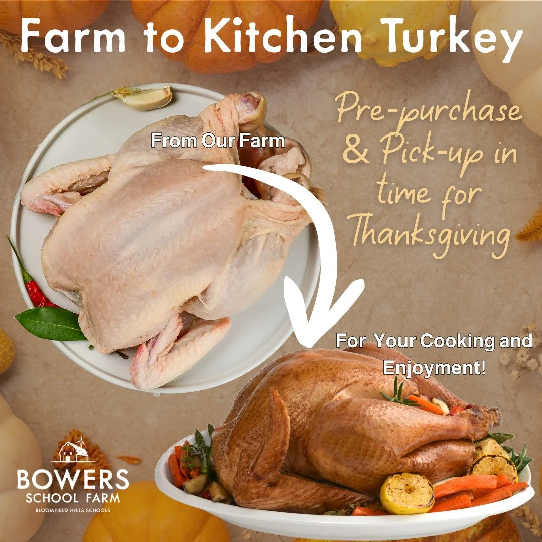 🦃 Thanksgiving starts here!
Our farm-raised Orlopp Bronze turkeys are ready for pre-order &mdash; but only a limited number available!  Big flavor. Tender meat. Raised right here on the farm.
✨ Pick-up fresh turkeys before Thanksgiving!

#FarmToKitc