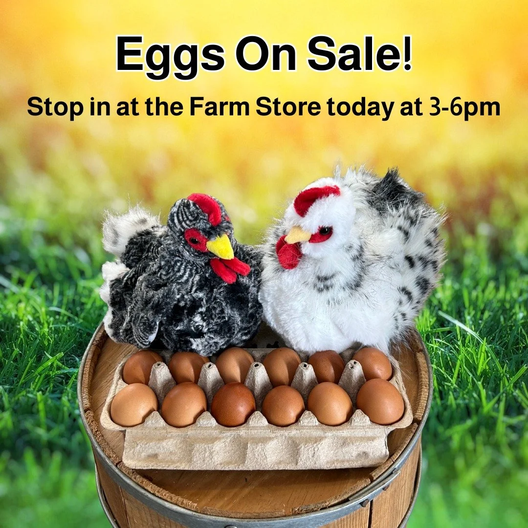 🥚 This week's special! 🥚

Stock up on our fresh, farm-raised eggs at a special price of just $6 per dozen, while supplies last.  Enjoy the rich, delicious flavor of eggs straight from the farm. 
Our freezer is full of meats and chef prepared meals,