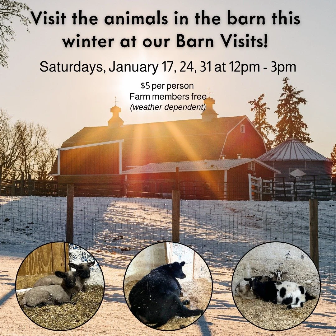 Visit our barns this winter for your farm life fix on Saturdays in January at 12 - 3pm.  There currently are young lambs, cow, and goats.  Dress for weather and check our website in case of inclement weather.  See you soon!