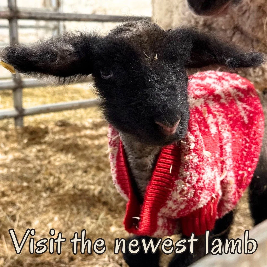 Visit our main barns on Saturday, January 31 at 12p-3p to check out our newest additions to the farm . . . a lamb and chicks.  The Farm Store has specials on eggs and frozen chicken!  Hope to see you on the farm this weekend.
WINTER PARK is also open