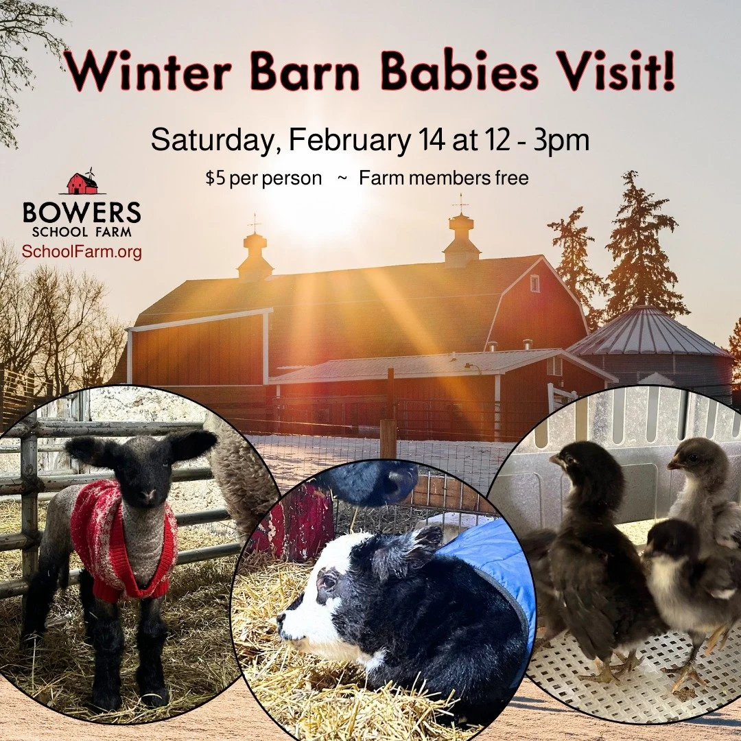 Moo 🐄  your way over to the farm on Saturday, February 14 at the barns on the west side of the entrance between 12p to 3pm to enjoy the newer births on the farm.  Then visit Winter Park (2-9p) on the east side of the entrance for some fresh food and
