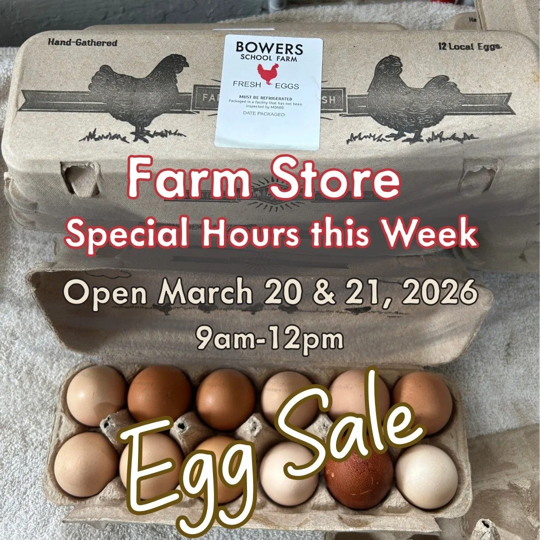 We have special open hours this week for our Farm Store!  Special sale on eggs at 3 dozen for $20.  There are many food and gift items available from Bowers honey to frozen meat and meals for your enjoyment.  Stop in this weekend March 20-21 at 9am-1