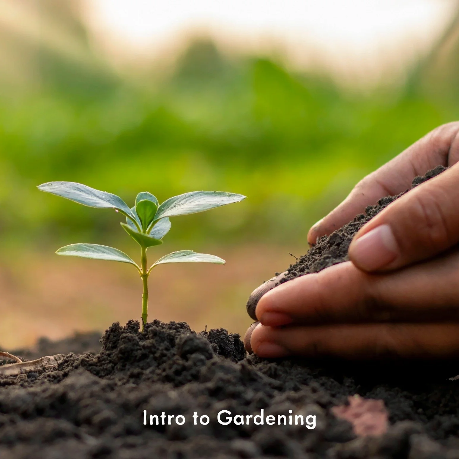 Spring is Here!  Get ready to dig in the dirt with our Intro to Gardening Class.  This class takes place in the classroom and covers the basics of starting a home vegetable garden. We cover:  Crop selection and seeding; Site selection and growing opt