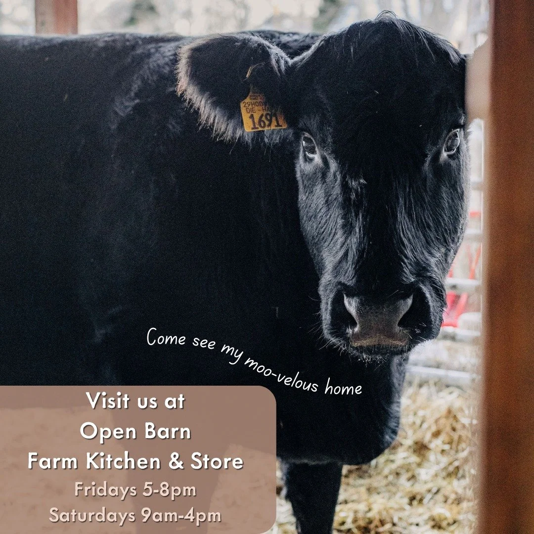 Join us during Open Barn for a relaxed, up-close moo-velous experience with our friendly farm animals. This is your chance to slow down, explore the farm, and spend time getting to know the animals that make it all so special.

Say hello, ask questio
