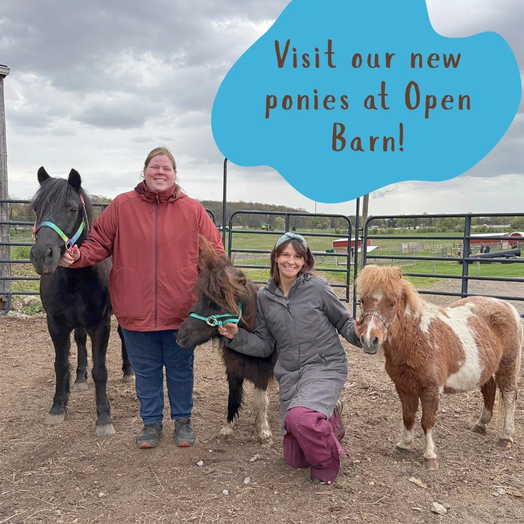 Three adorable new ponies have trotted into Bowers farm and they&rsquo;re ready to steal some hearts!  Visit them at Open Barn on Fridays 5-8p and Saturdays 9a-4p.

Meet the crew (left to right):
 Johnny Cash, a 14-year-old black Welsh gelding with s