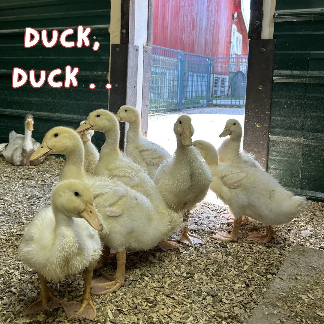 Our juvenile FOWL are young and restless!  Come visit them at Open Barn this weekend.  Friday 5-8p and Saturday 9am-4pm.