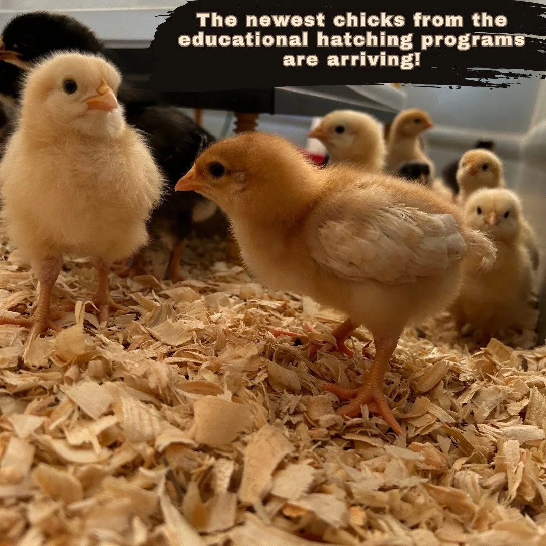 School classrooms have been incubating eggs, learning about the equipment and process.  Their hatched chicks are beginning to come back to the farm.  Come out and visit today at Open Barn!