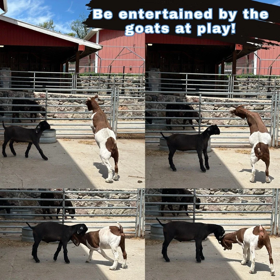 Visit Open Barn for some fun animal antics.  No dress rehearsals, just improvisation by our silly goats.  Open Friday 5-8p and Saturday 9a-4p.