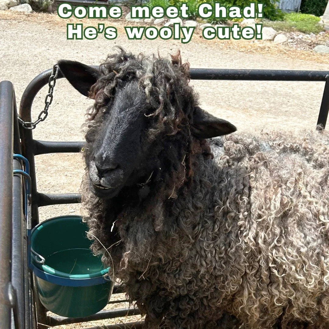 Chad is ready to greet you at Open Barn.  Friendly and wooly.  Oh, but don't forget the turkeys who love to strut their stuff! Open Friday 5-8p and Saturday 9a-4p.