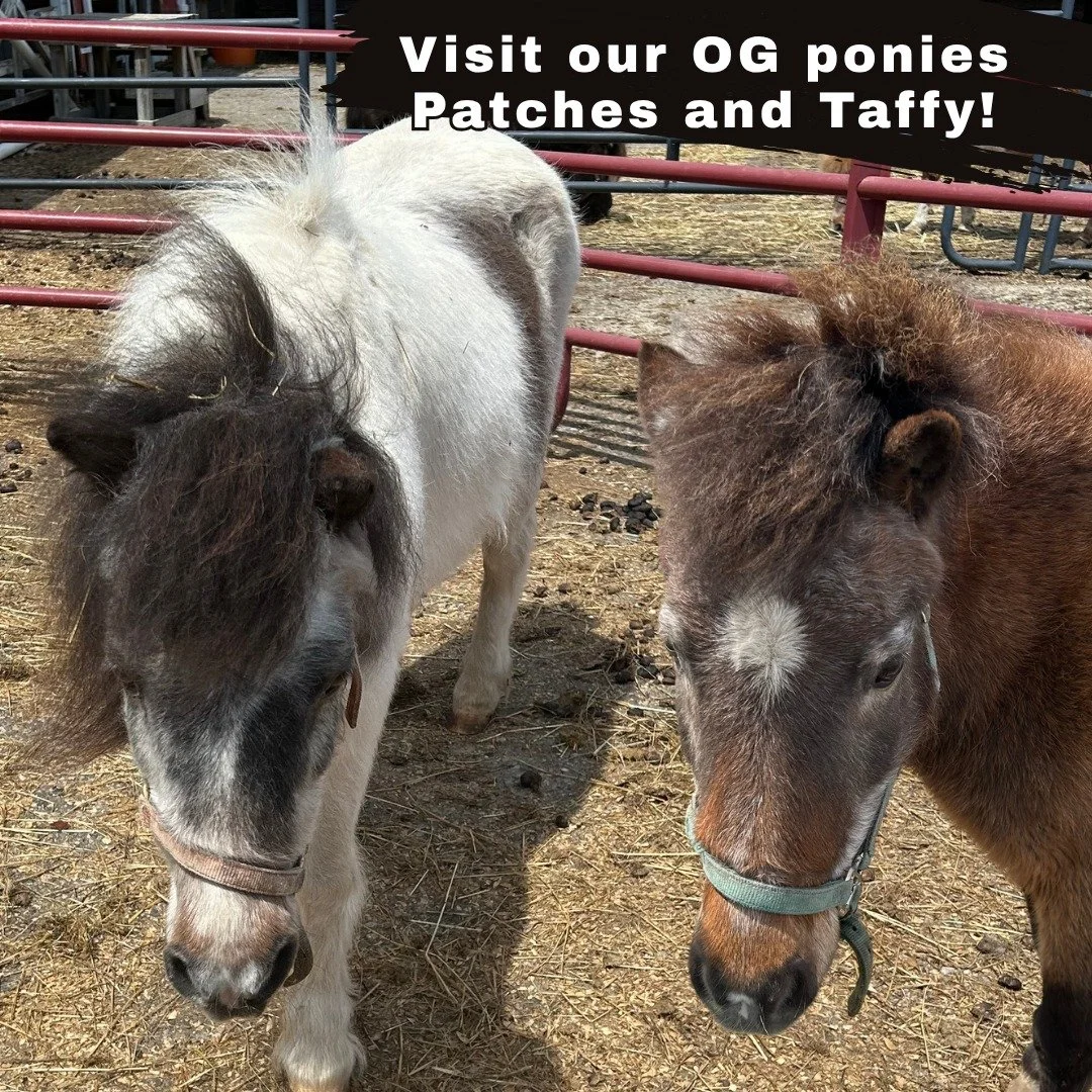 Though we posted our newer ponies, our ole reliable ones love to have you visit too! Sweet and friendly. Open Friday 5-8p and Saturday 9a-4p.