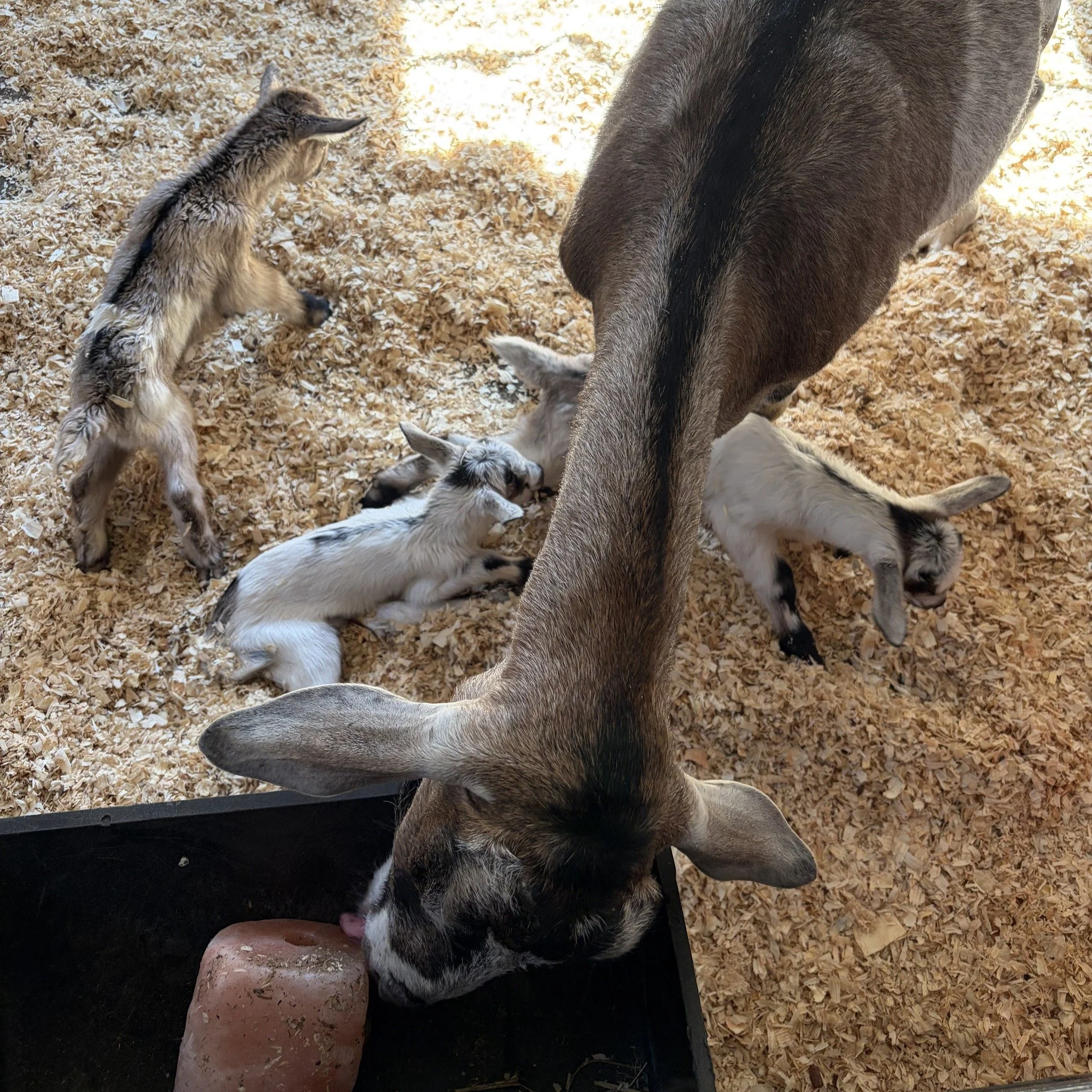Visit Open Barn today at 9a-4p with additional offerings!
Newborn kid goats were born this week.
Native Plant Sale is at 10a-2p
Yoga for ages 14+ is free at 9:30a (bring a mat)
Reflexology demo for ages 14+ is at 2:30p
SO MUCH IS HAPPENING - JOIN IN 