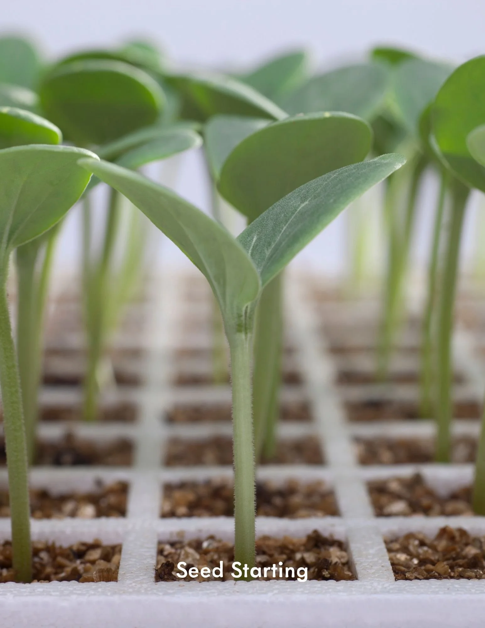 Gardening Workshop: Seed Starting — Bowers Farm