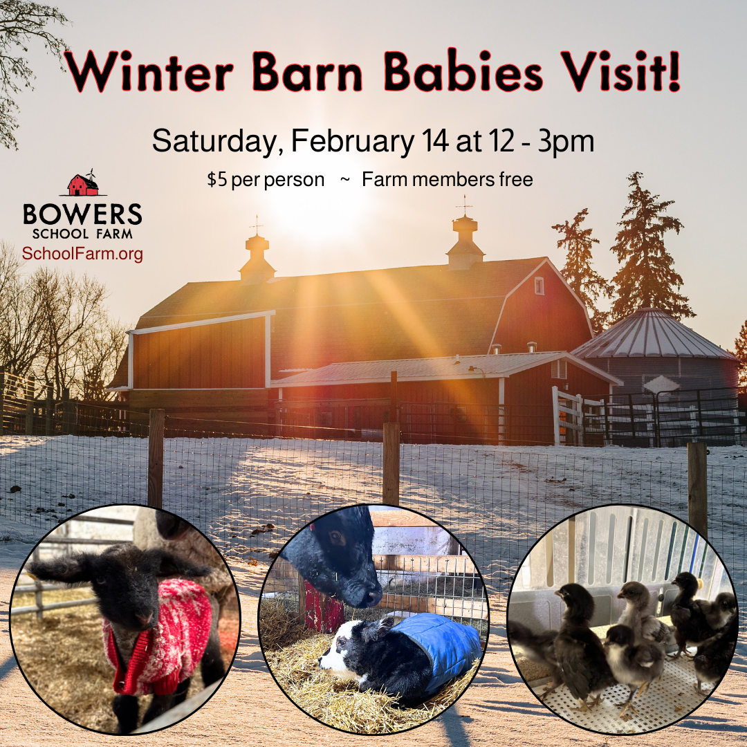 Winter Barn Visits 2026 (1080 x 1080 px) (2).png