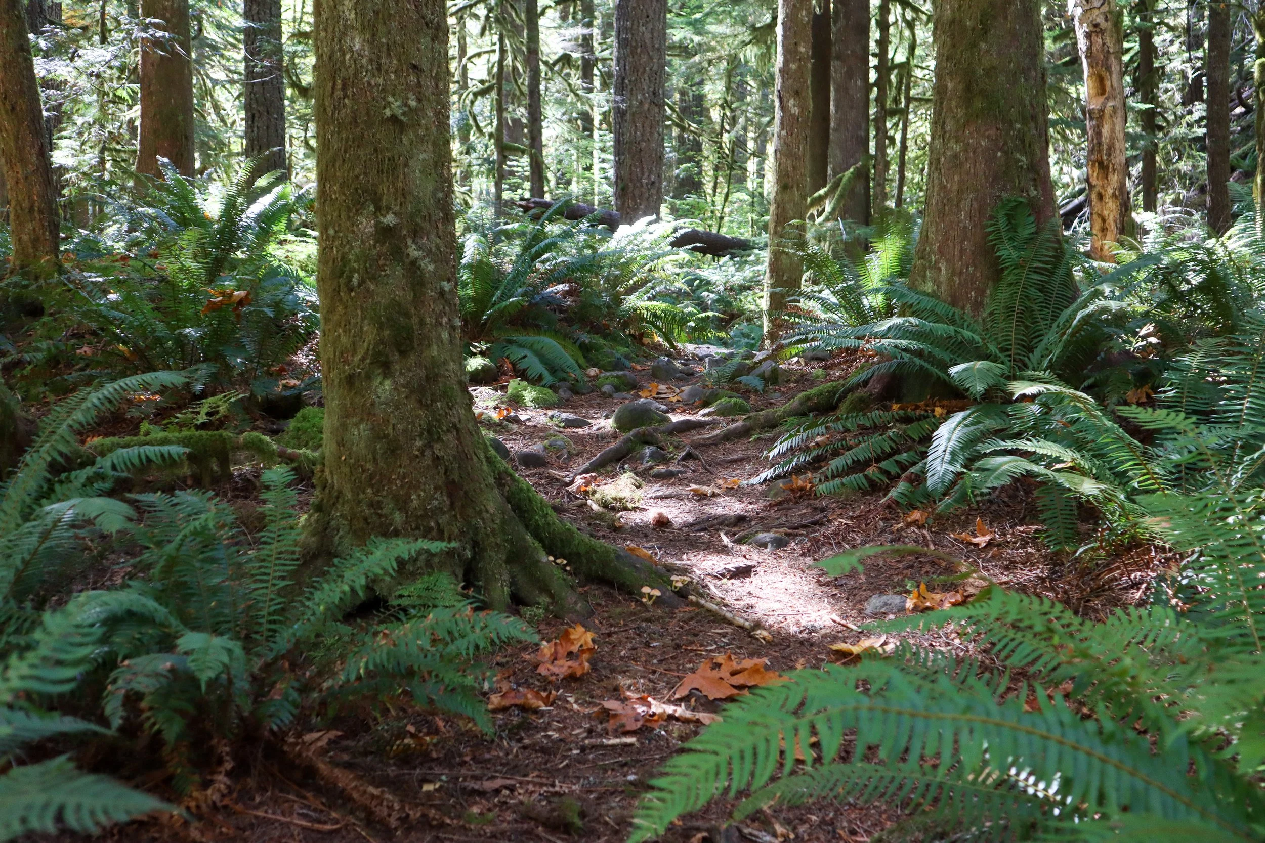 IMG_4446.jpeg