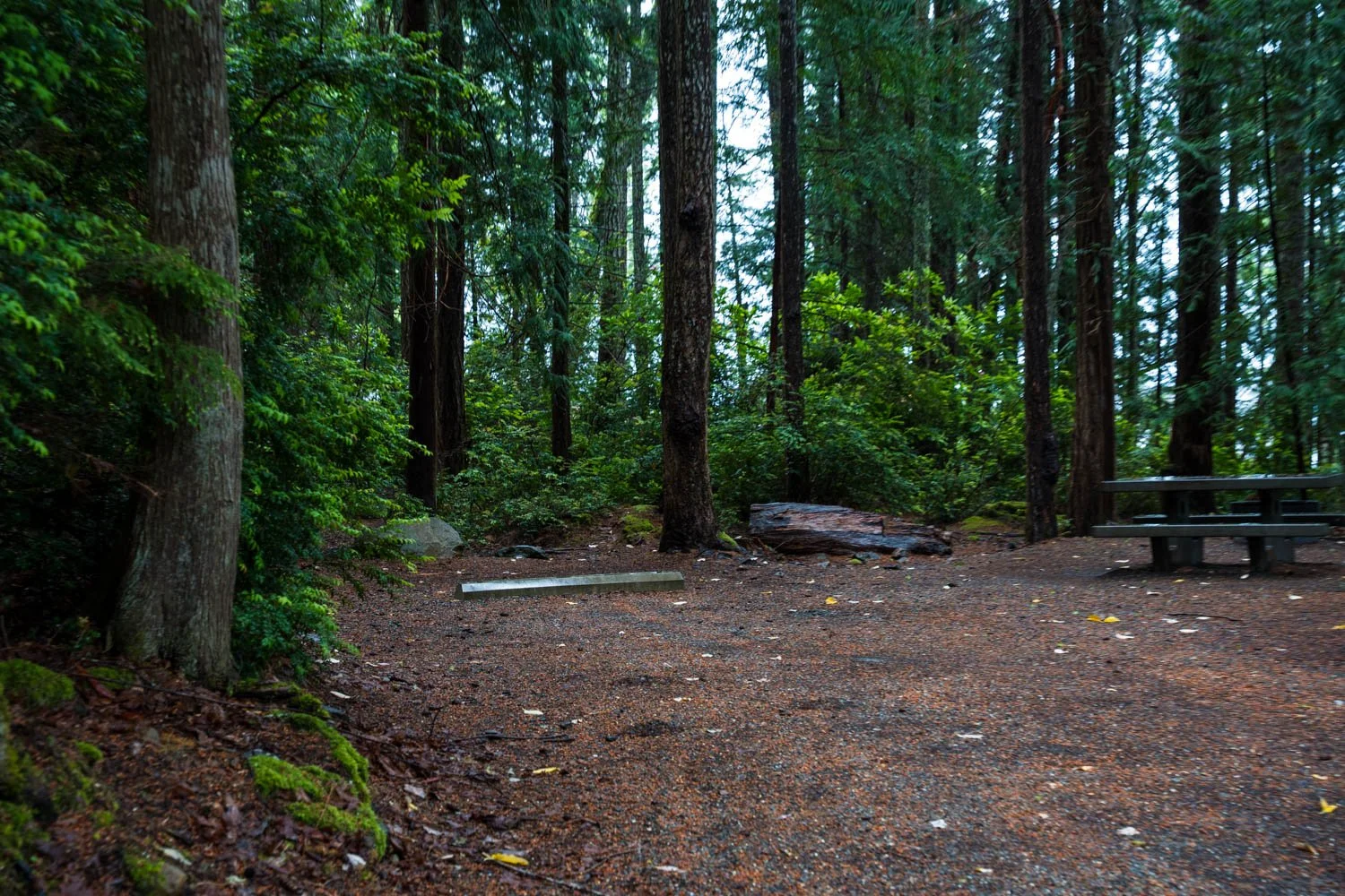 A7409355.jpg