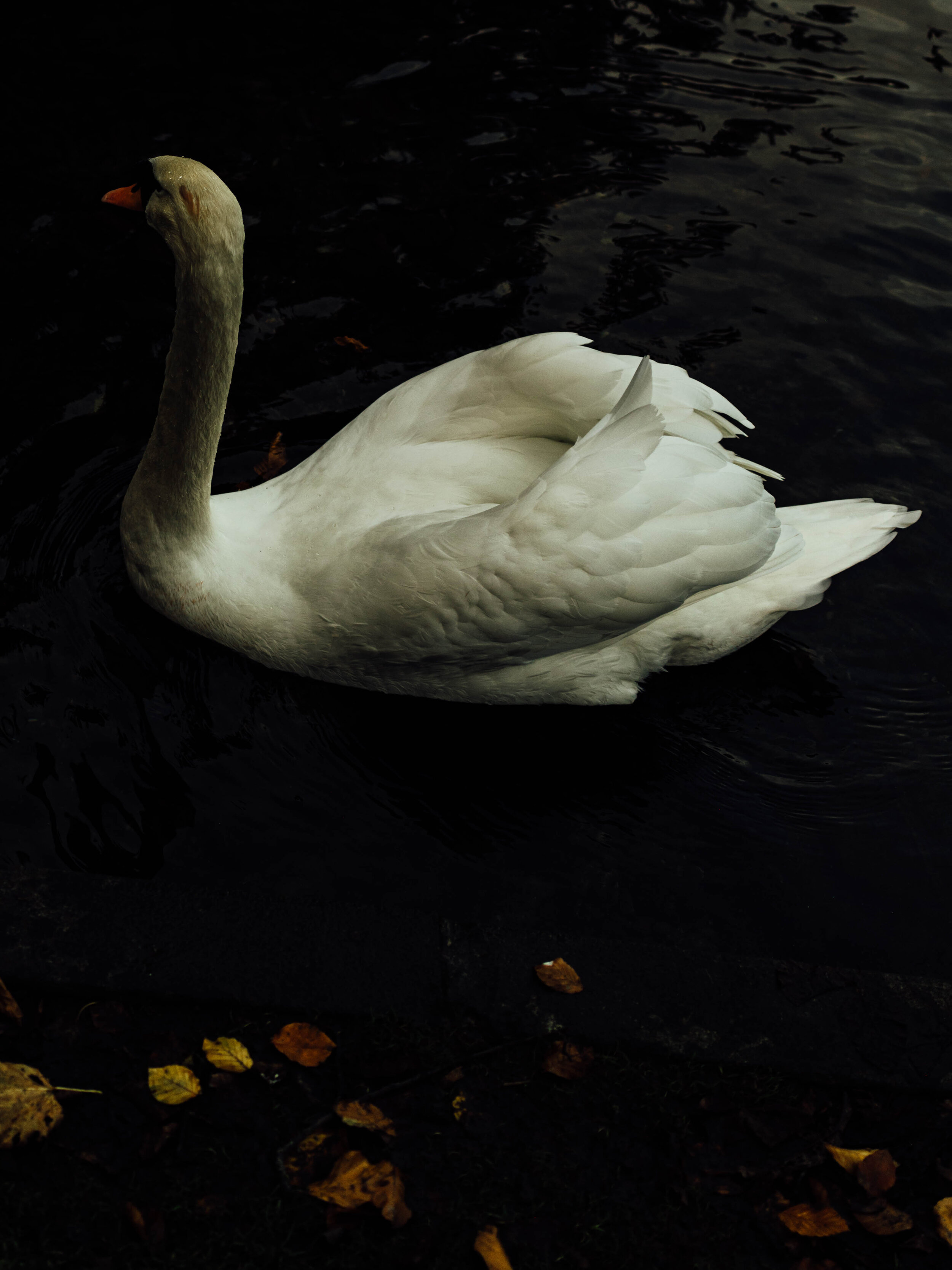 Swan-7.jpg