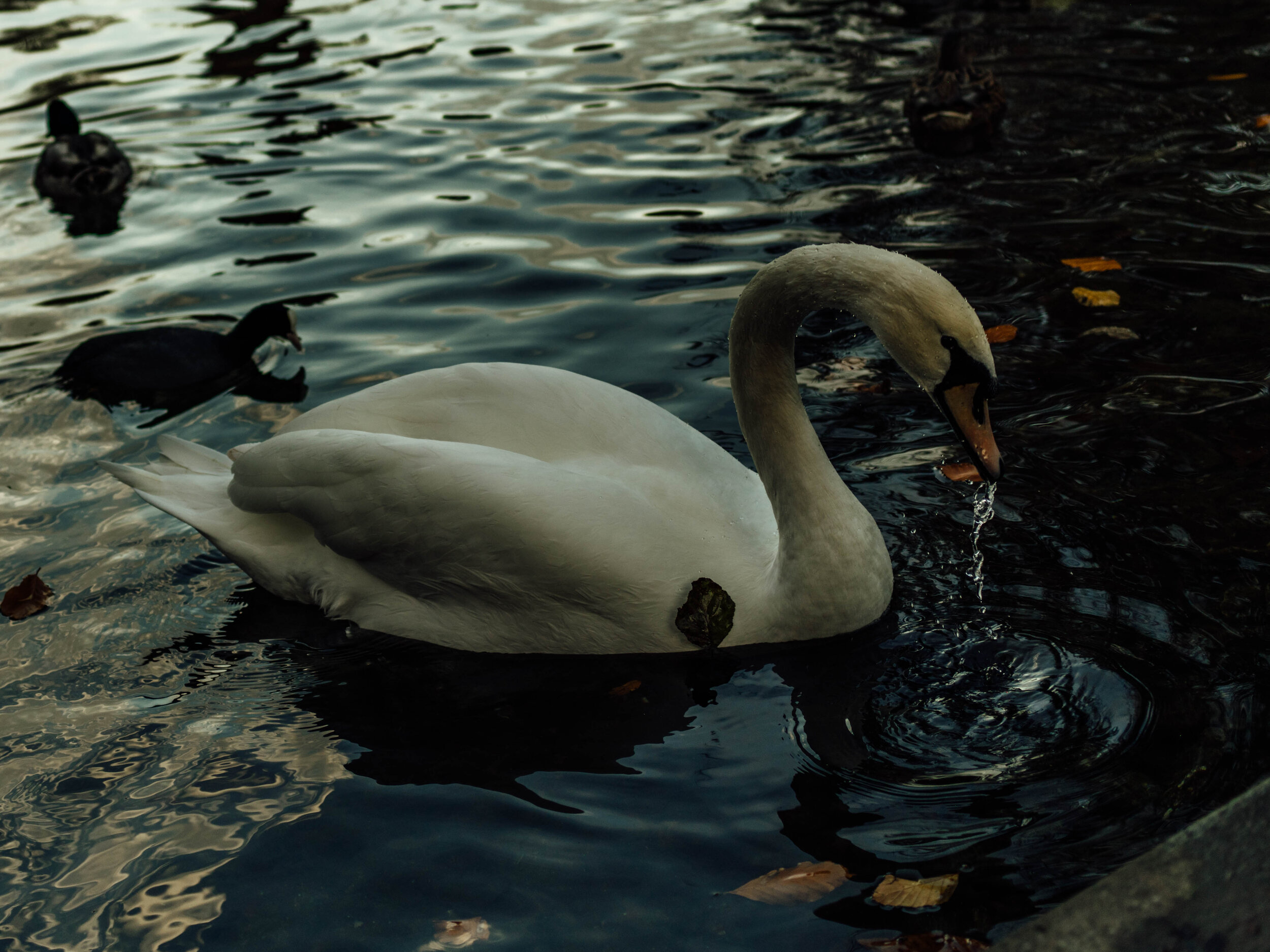 Swan-6.jpg