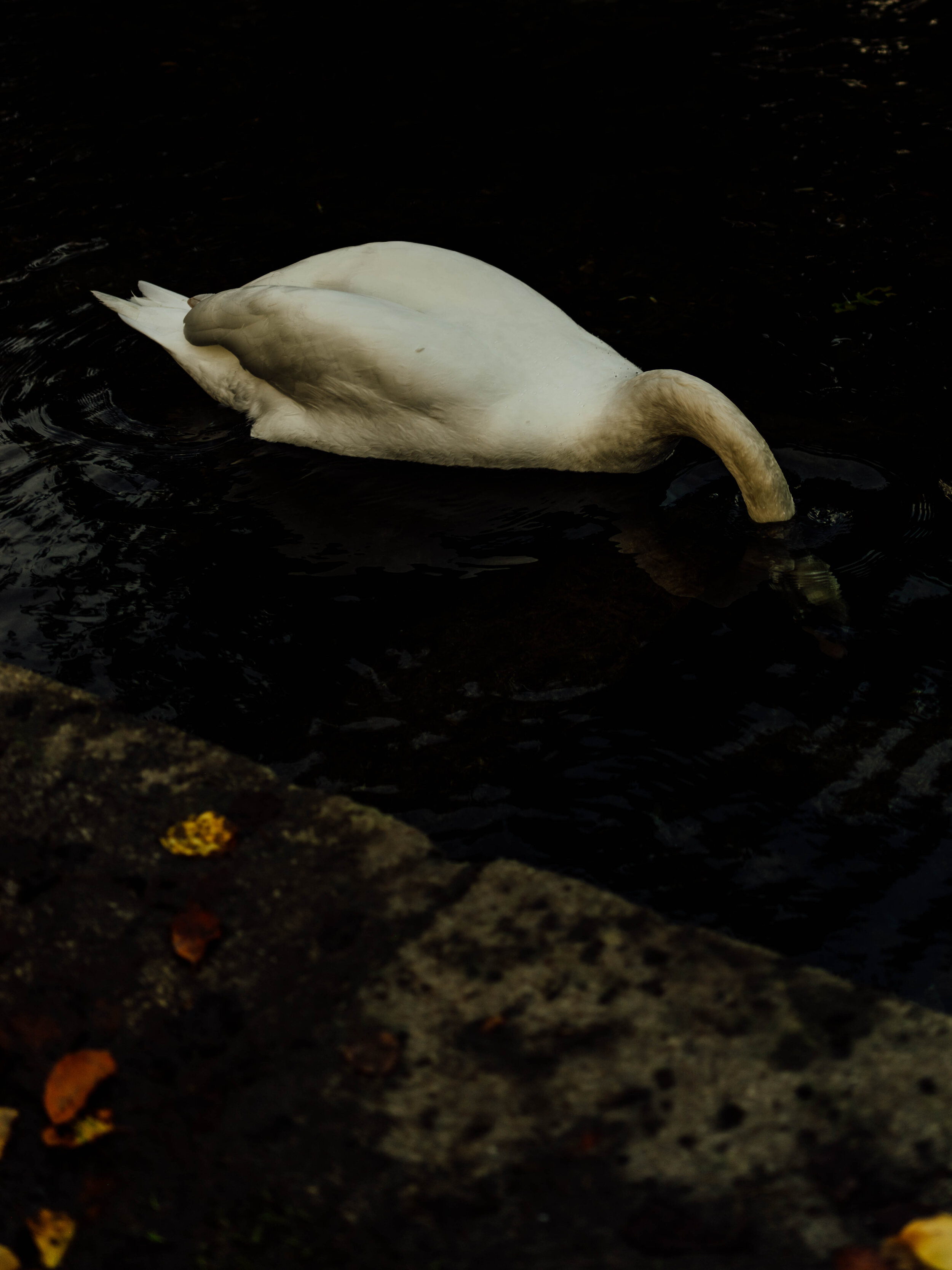 Swan-3.jpg