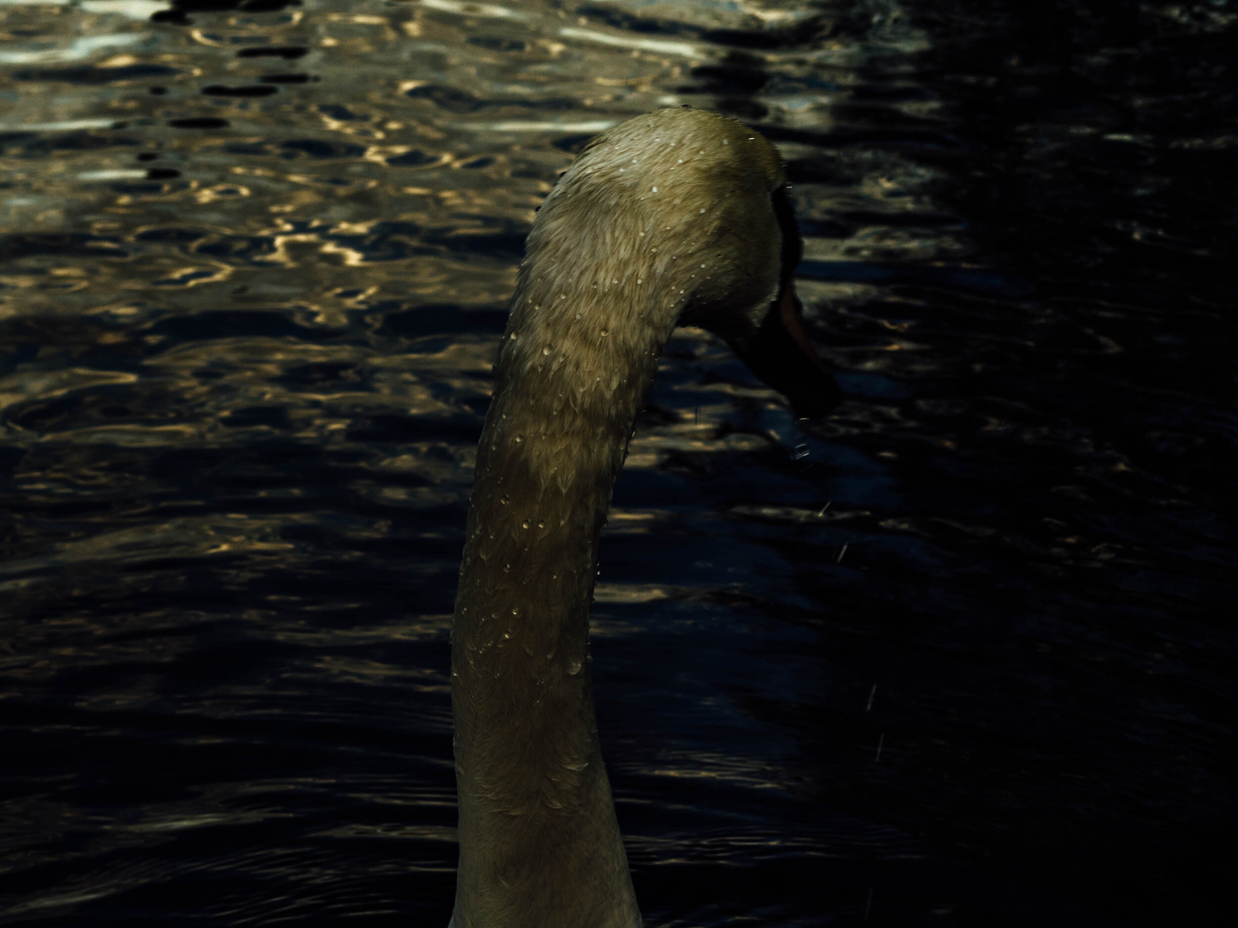 Swan-2.jpg