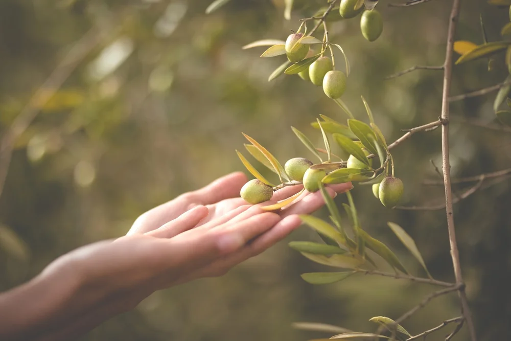 Olive Branch Nutrition Make Peace with Food. Virtual Nutrition