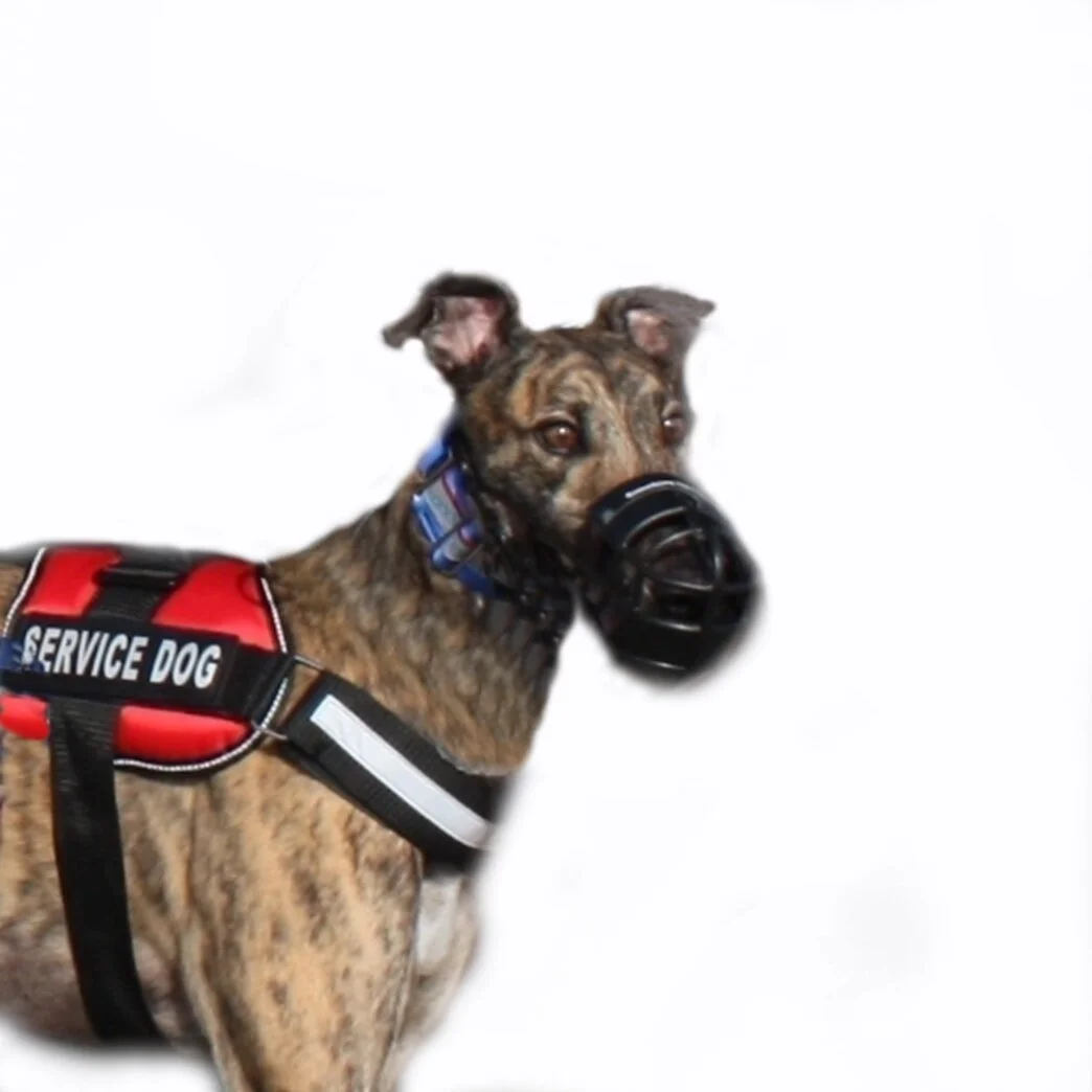 "I'm Keeper, your new service dog. I'm ready to help you!"