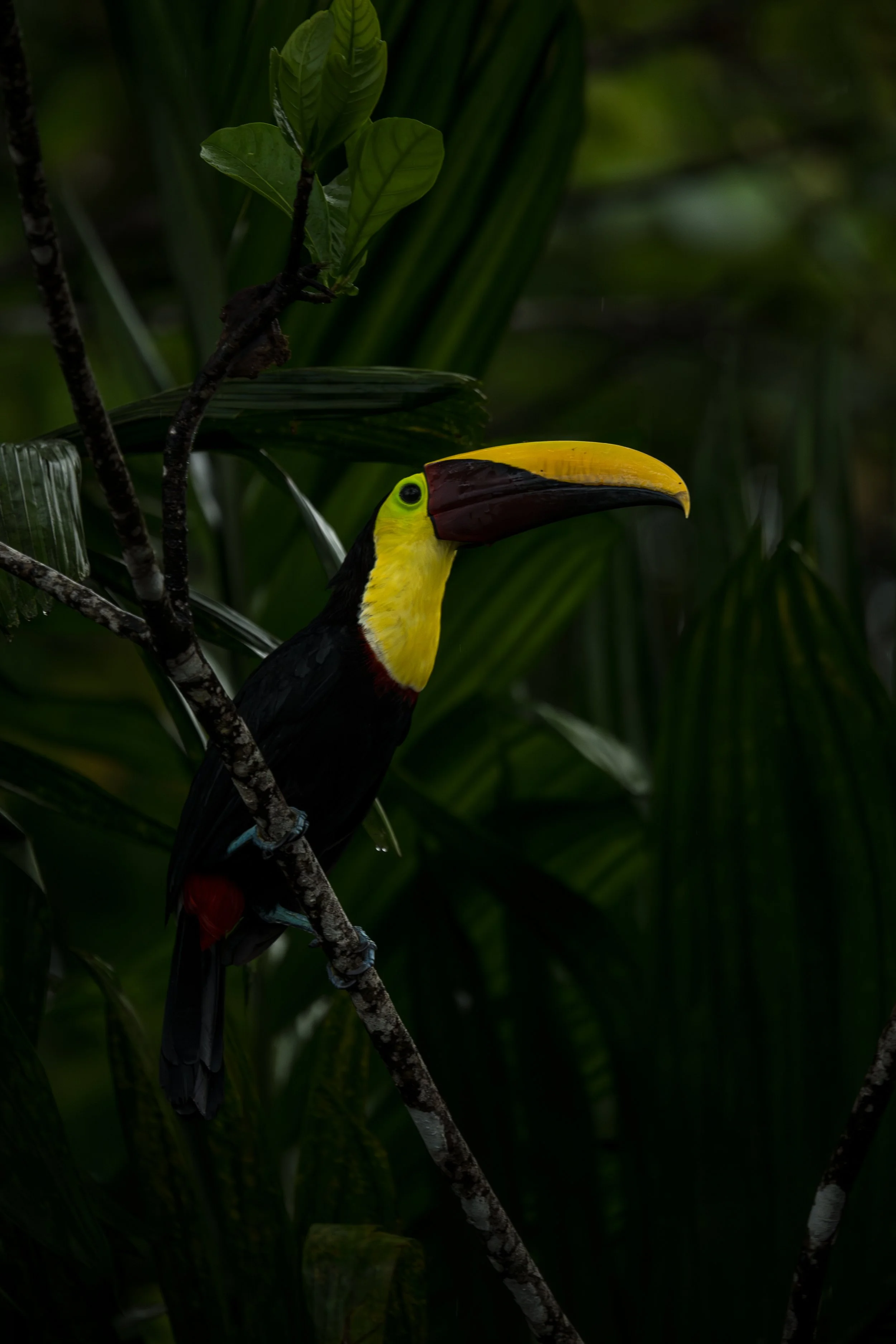Wild Yellow-Throated-Toucan-Bounces-Around-the-Trees-Costa Rica.jpg