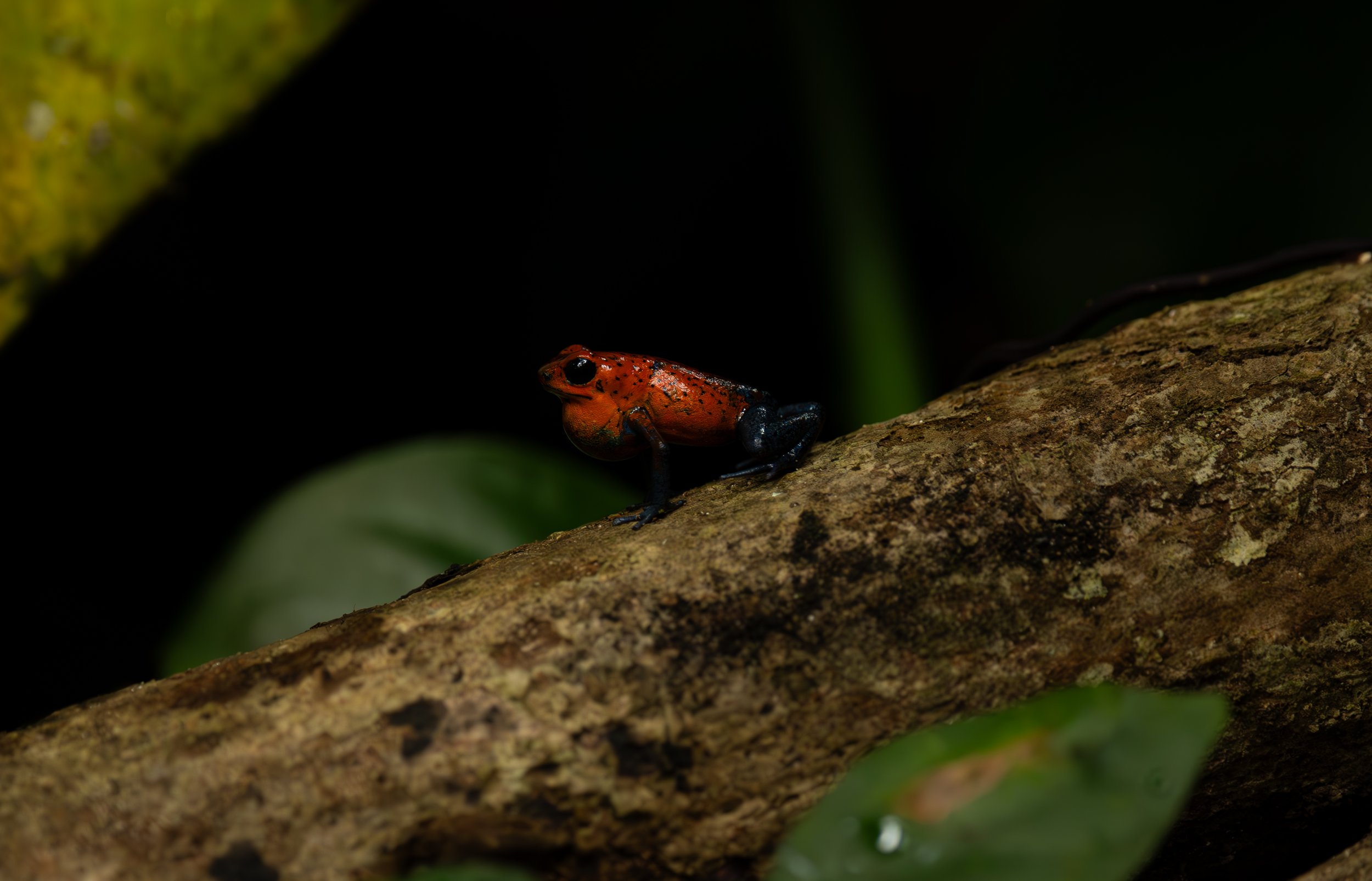 Blue Jean Poison Dart Frog, Costa Rica | Reference #WF018