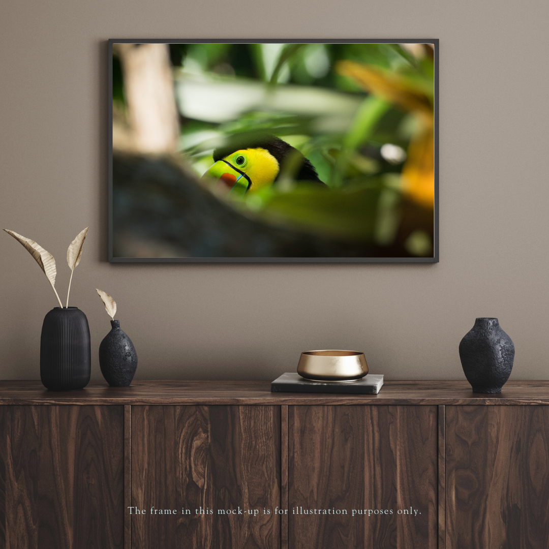 backyard-buddy-loops-the-keel-billed-toucan-costa-rica-4.png
