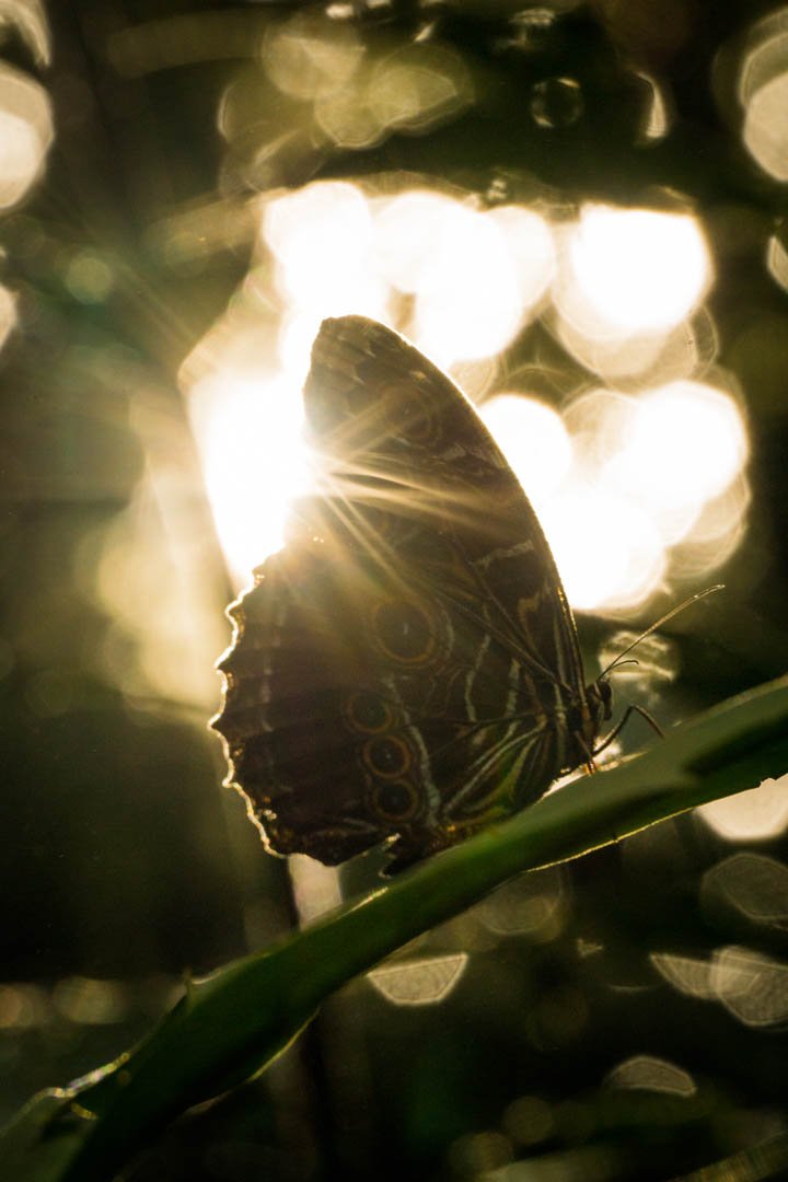 Butterfly | Reference #WF015