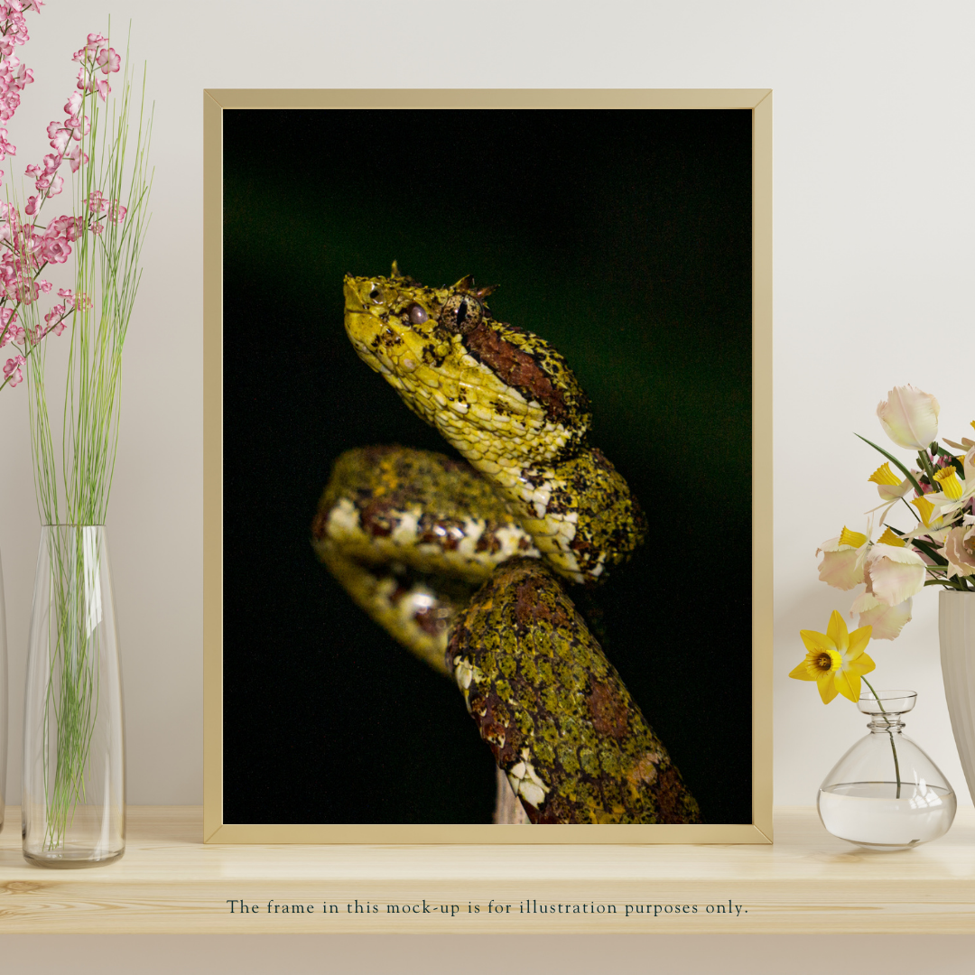 eyelash-pit-viper-photo-print-costa-rica-4.png