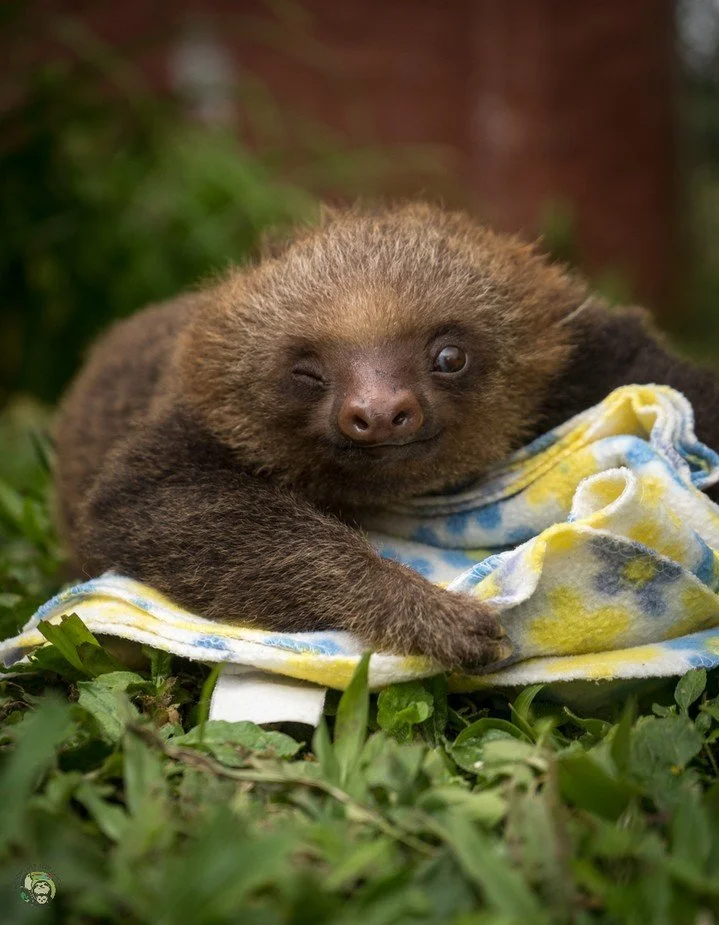 Most of you know this, but I’ve worked with sloths for the past decade. 🤭 And while many people assume they’re my favorite animal… they’re not. That honor probably goes to toucans. Or otters. Or my cat Carl.
But! I have to