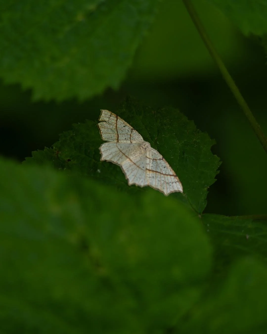 ✨ Some new photo prints just dropped in the shop!
Snapped during a summer road trip through Idaho with my brother, this is just scratching the surface of the mountain trails, creek days, and golden moments I got to soak in while home. 
Already miss