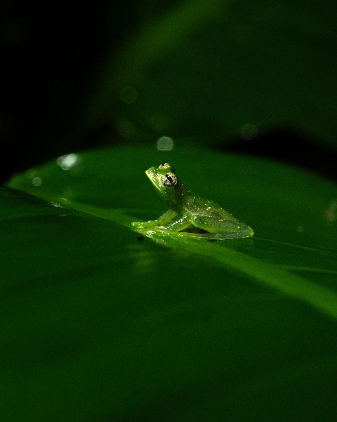 Happy World Wildlife Day from Costa Rica 🇨🇷 

I&rsquo;ve lived in Costa Rica on and off for nearly 10 years now, and it took me this long to make it to Corcovado National Park (where most of these photos were taken). And wow, it did not disappoint.