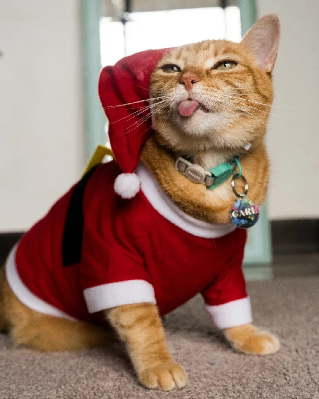 Merry Carlmas... I mean Christmas... and Happy Holidays from Carl and me 🎅 🎄 😻