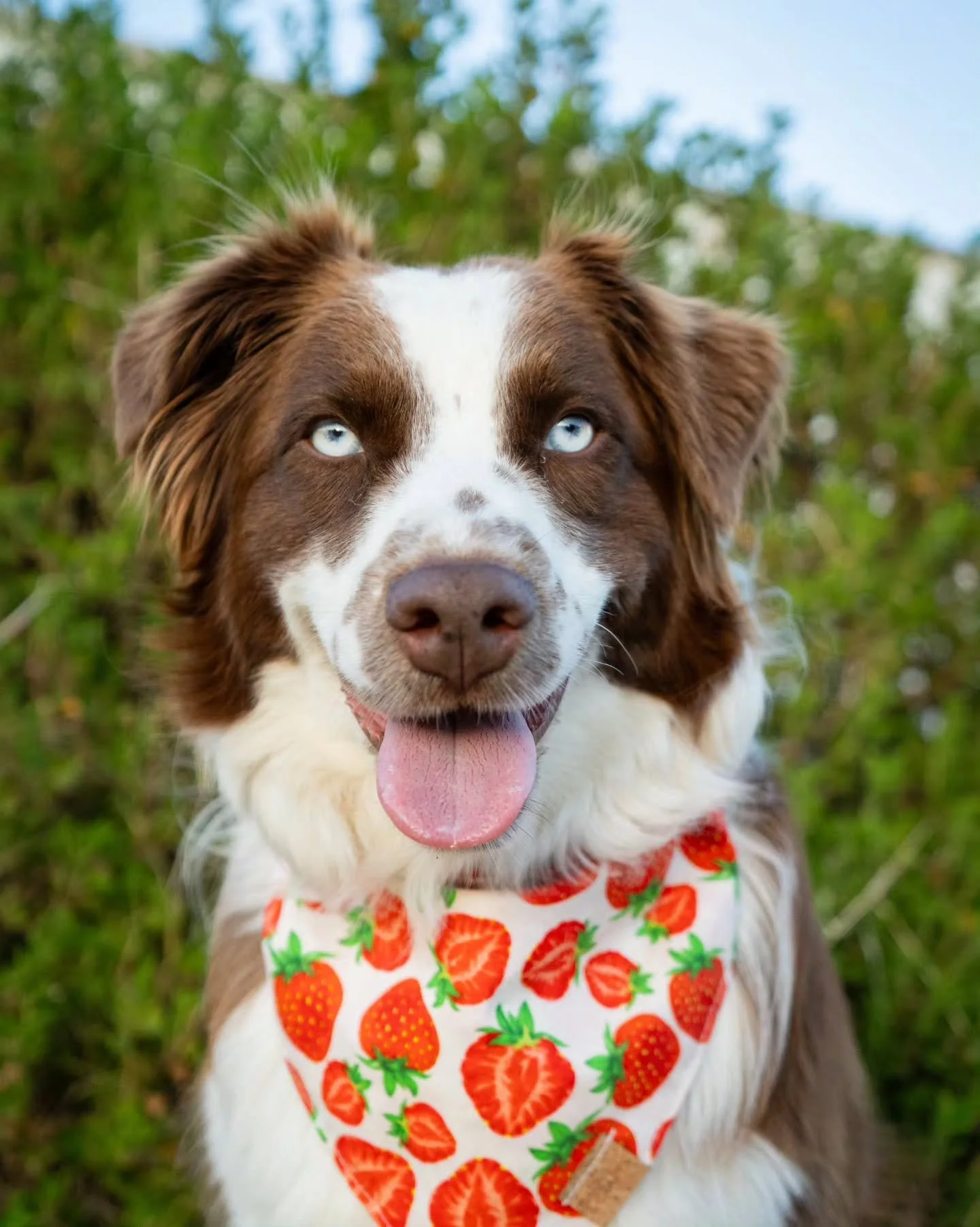 Not wildlife, but a sweet pup 💓

A quick photoshoot for a friend of her sweet pupper, Ellie. Ellie is a fairly young pup battling cancer. Her human loves her dearly, and for her birthday she asked for a photoshoot of her to cherish forever. 

Photos