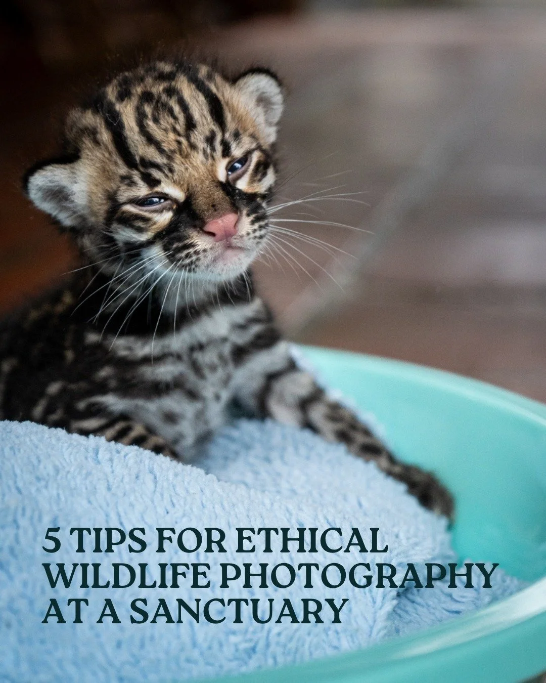 I&rsquo;ve had the incredible privilege of working closely with some of the world&rsquo;s most precious wildlife. My job? Crafting the stories, messages, and public image for wildlife rescue and rehabilitation organizations.

When I started, I was fr