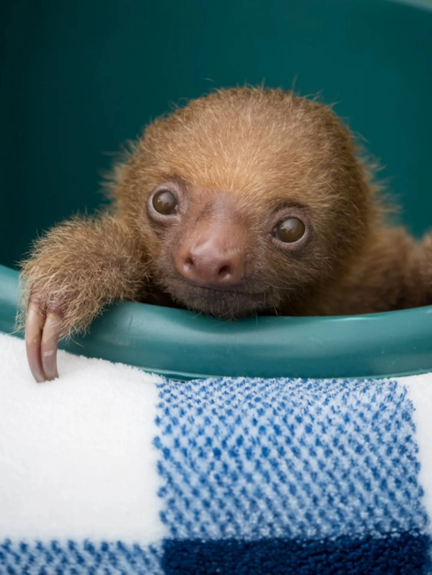 🦥 Sloths are the new kittens of the internet. I&rsquo;ve been saying that forever.

When I moved to Costa Rica over 10 years ago, I came for the toucans, but I never imagined I&rsquo;d end up working so closely with sloths. Over time, they&rsquo;ve 