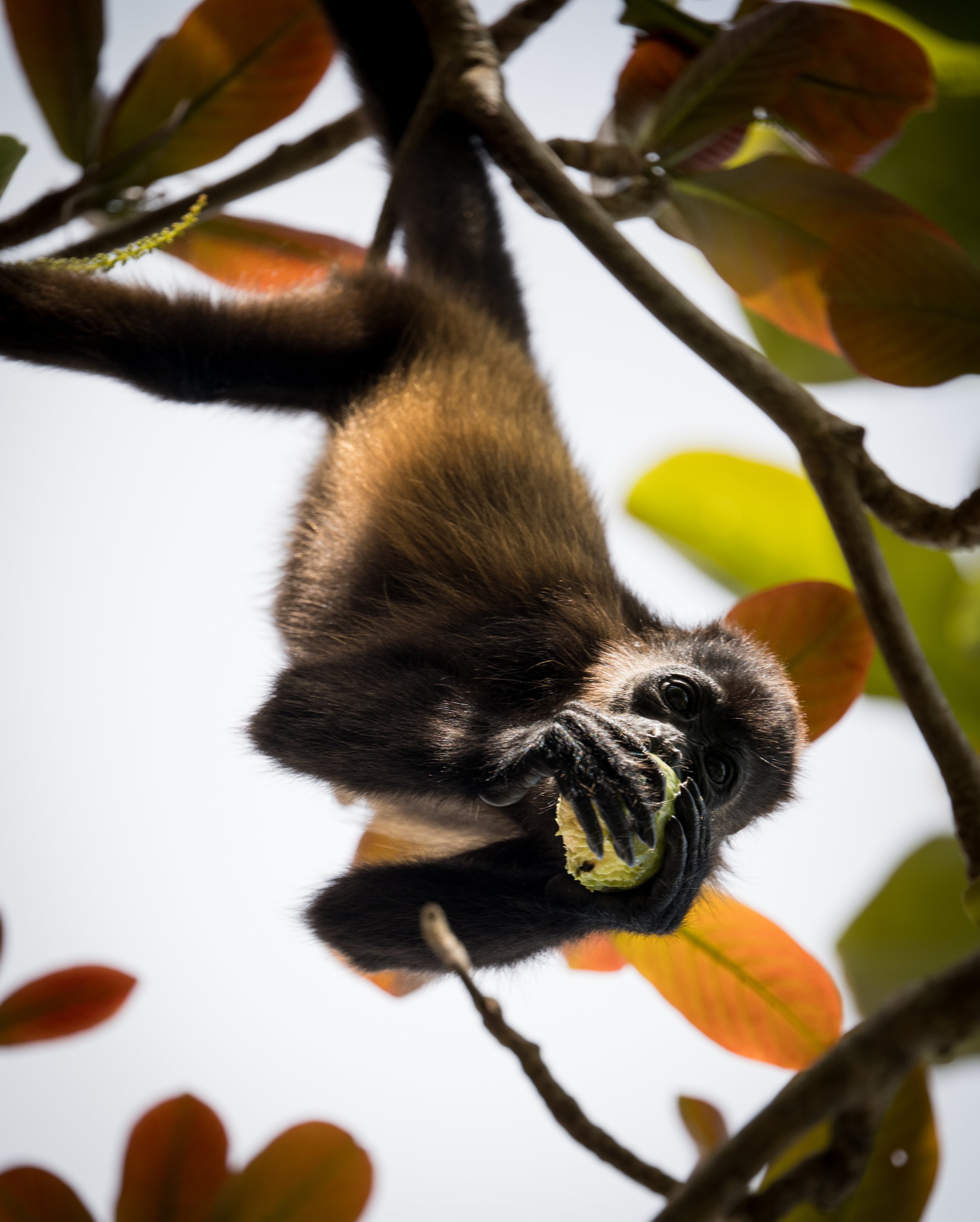 Howler Monkey, Costa Rica | Reference #WF019