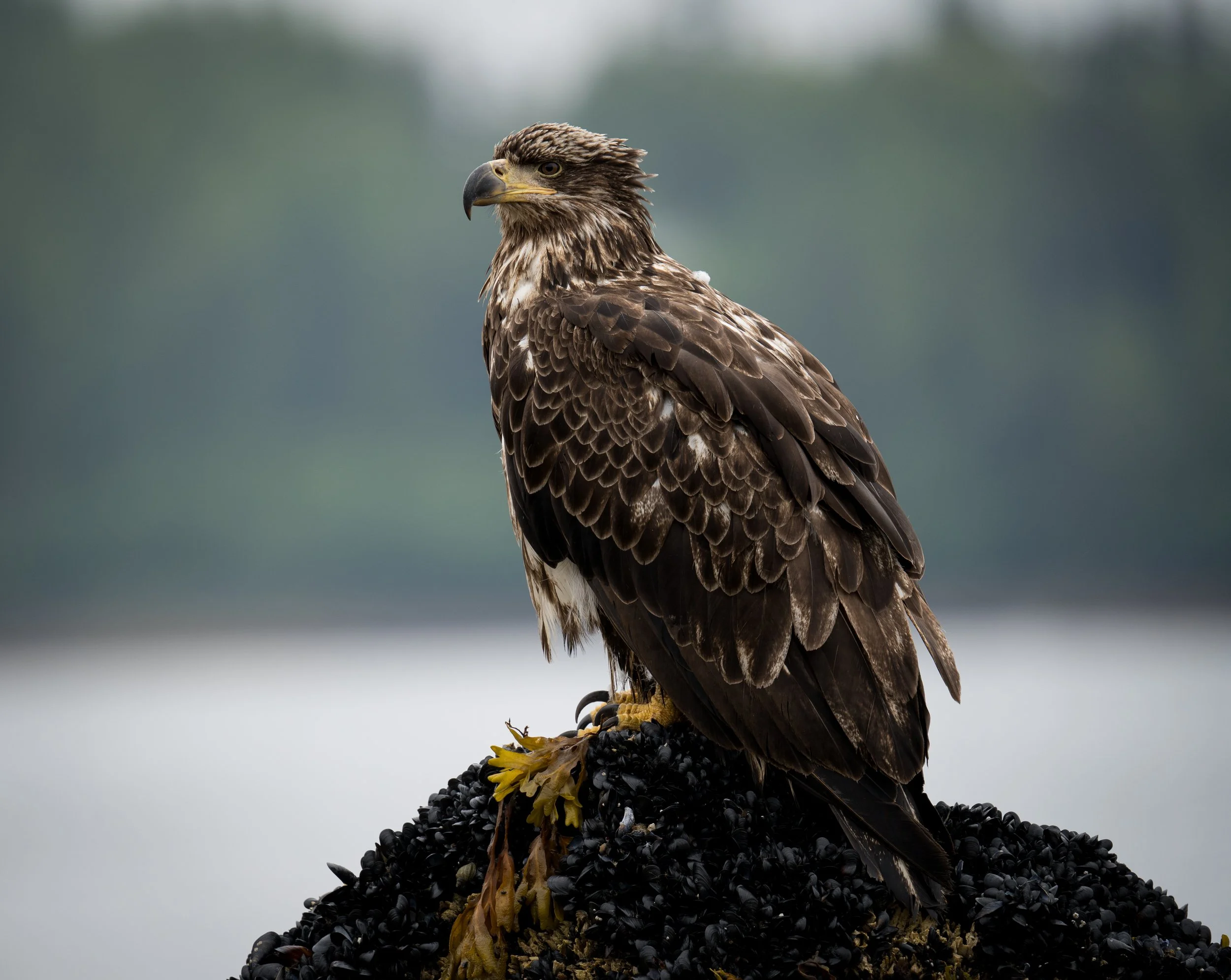 Young bald eagle perched on a rock covered with seaweed and mussels, with a blurred natural background.