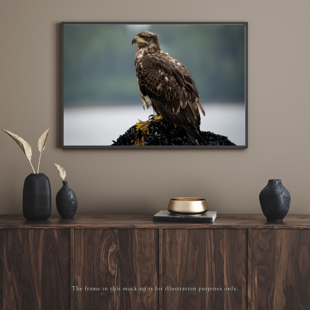 sitkas-young-sentinel-bald-eagle-awaiting-breakfast-alaska-5.png