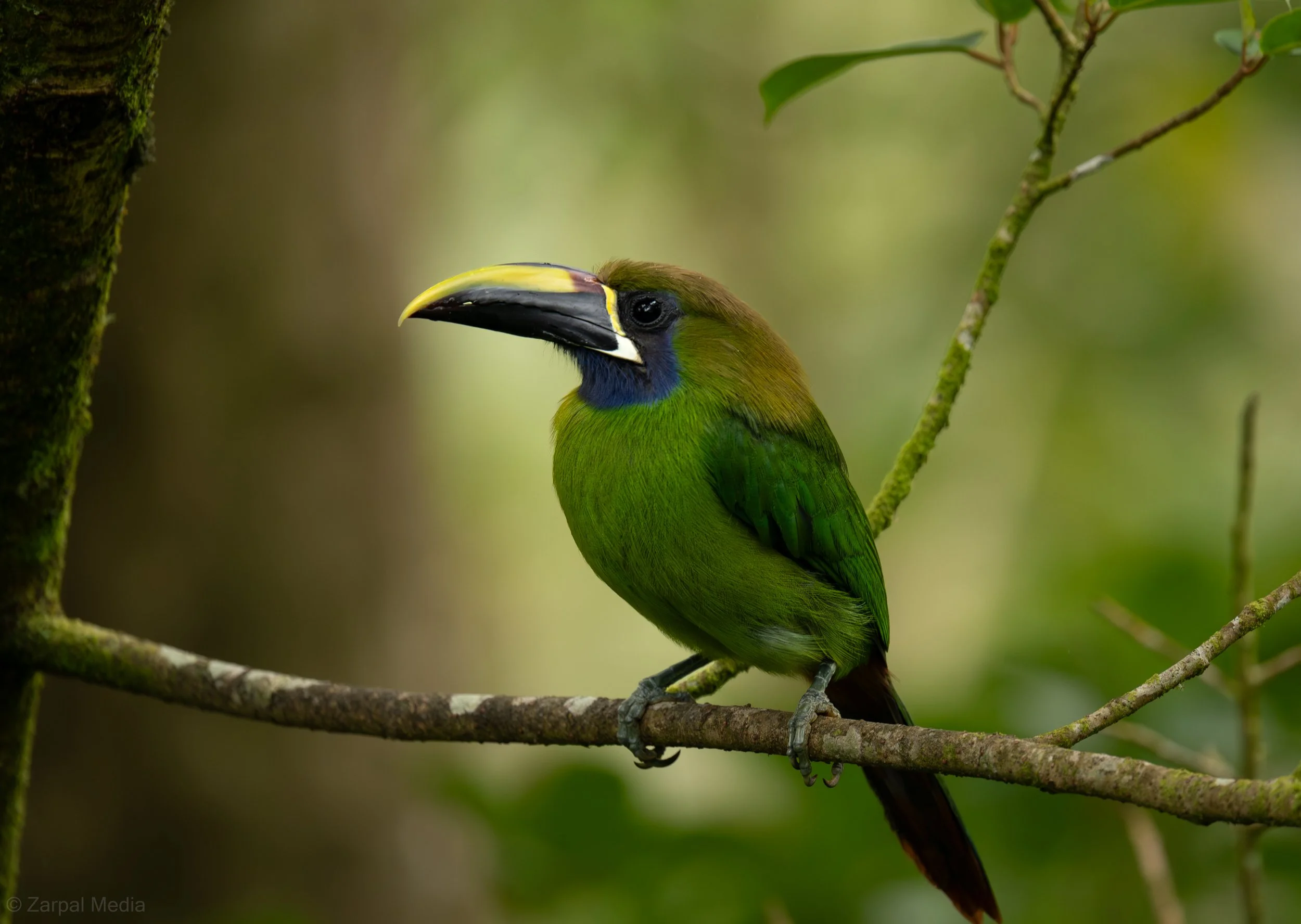 ZarpalMedia_EmeraldToucanet2025-1.jpg